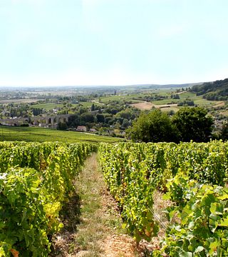Domaine Pierre Riffault