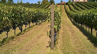 Cata de vinos de lujo en Villa Oppi