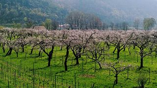 Weingut Lagler