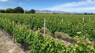 Degustazione di vini e tour presso Vicarage Lane Wines