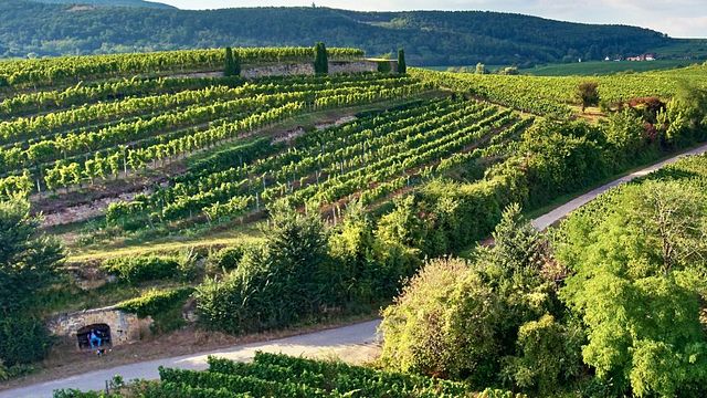 Weingut Pfeffingen