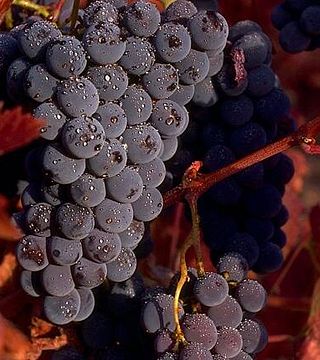 Wine Tasting And Tour At Macchia Dei Briganti