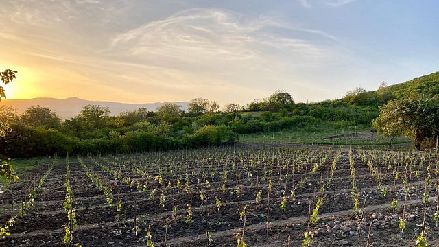 Degustazione e visita al Vellino