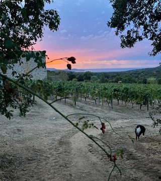 Halvdags vinprovningstur runt Calvi och Ile Rousse