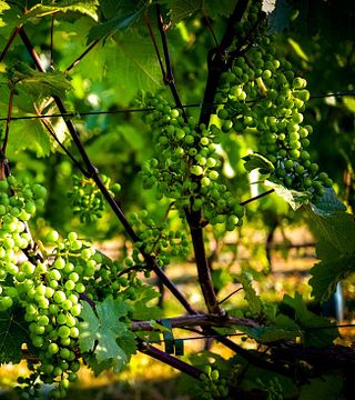 Dégustation de vins et visite au Wijnkasteel Haksberg
