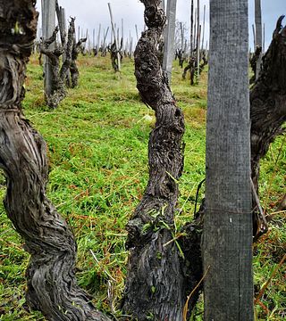 Degustação de vinhos e passeio na Cantine Di Nessuno