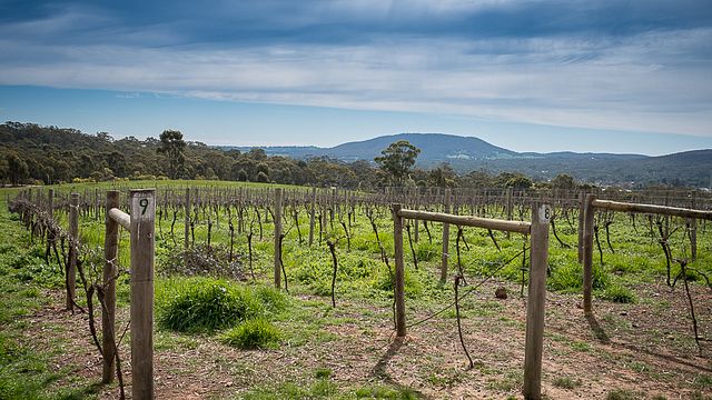 Degustação de vinhos e tour no Red Edge