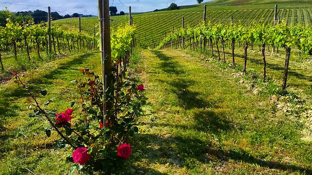 Dégustation de vins à la Fattoria Colmone Della Marca