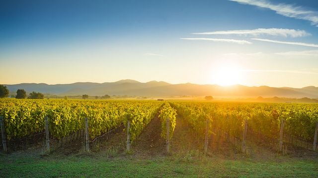 Matawhero Wines