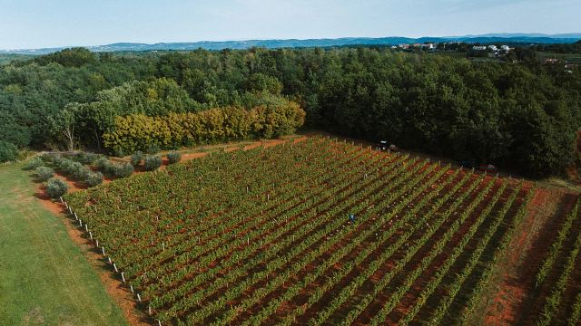 Pilato Winery