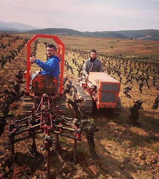 Castilla y León: Vineyard Walk & Winery Tasting at LOF