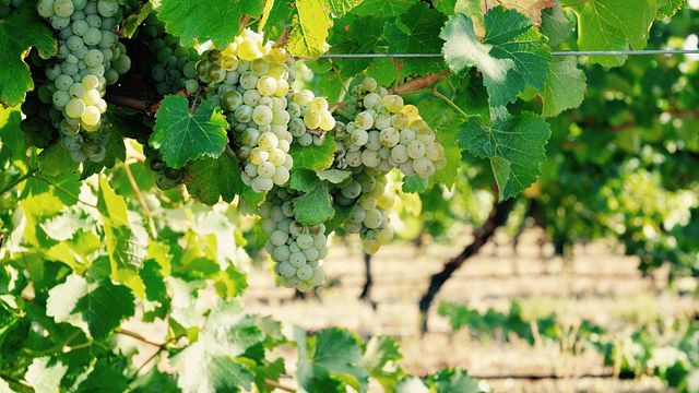 Degustação de vinhos na adega da vinícola Trevelen Farm