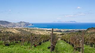 Dégustation de vins et visite des vignobles Cambria