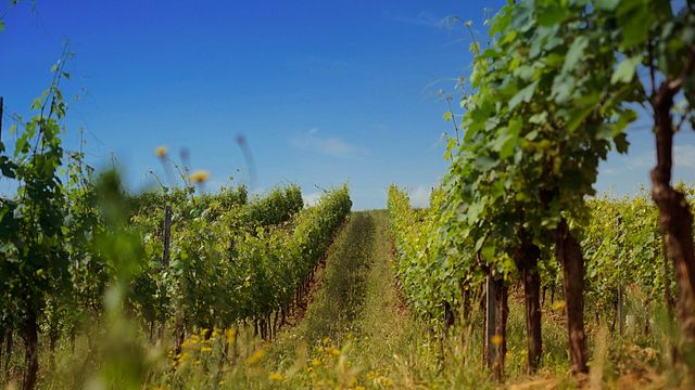 Da Terra à Lua na Cantina Riboli 