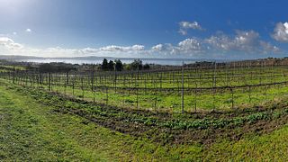 Weinbergpicknick bei Cantine Capitani: Tour & Wein