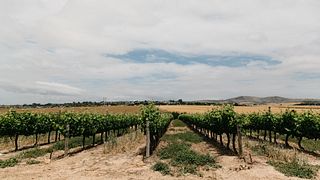 Cata de vinos y visita guiada a la bodega Groot Phesantekraal