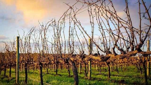 Dégustation de vins et visite chez Mchenry Hohnen