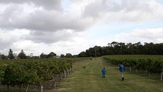 Degustazione di vini e tour a Vignobles Raboutet