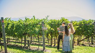 Expérience gastronomique et œnologique | Punt Road Wines