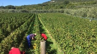 Sancin Winery
