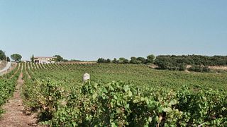 Degustazione di vini e visita allo Château Le Devoy Martine