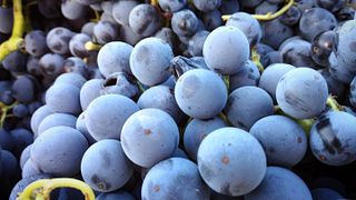 Degustazione di vini al Gratavinum