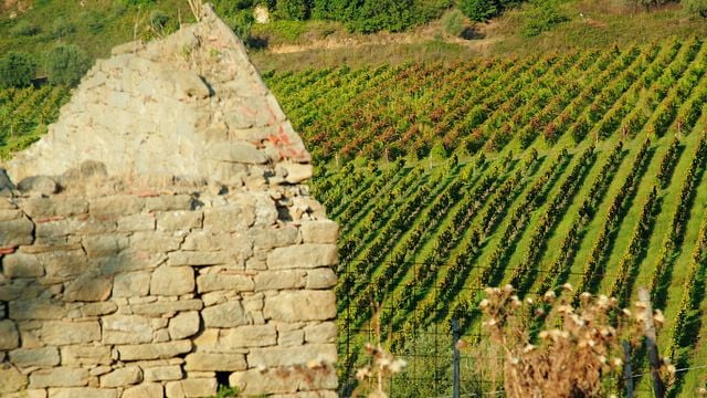 Dégustation et visite des vins de base à Tenuta Gatti