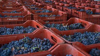 Degustazione di vini e tour presso Estate Chrisohoou