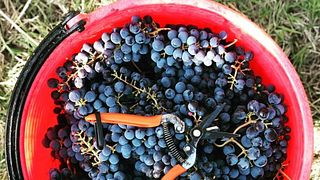 Full Experience Plus : 4 dégustations de vin, dont 1 vin Riserva.
