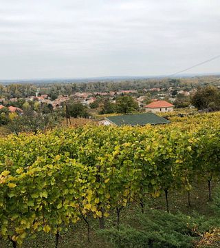 3-Gänge-Weinprobe mit Weinschlittschuhen im Weingut Rábai Katalin