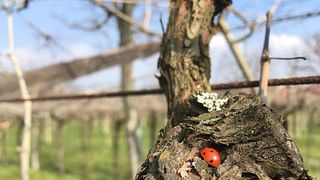 Weinprobe und Tour im Tenute Fasoli Lorena