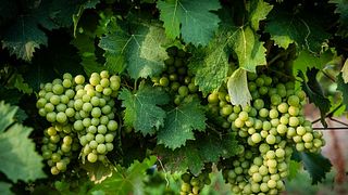 Källartur och vinprovning på Azienda Agricola Innocenzo Turco