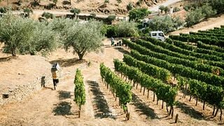 Degustação de vinhos e visita à Quinta do Panascal