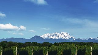 Dégustation de vins et visite du Haut Piémont à La Piemontina