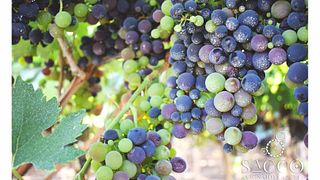 Degustazione di vini classici e tour a Sacco Vignaioli Apuli