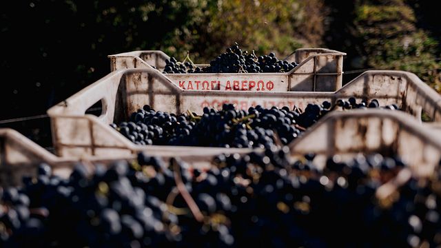 Katogi Averoff Winery