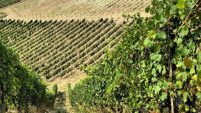 Degustação de vinhos no Vigneti Repetto