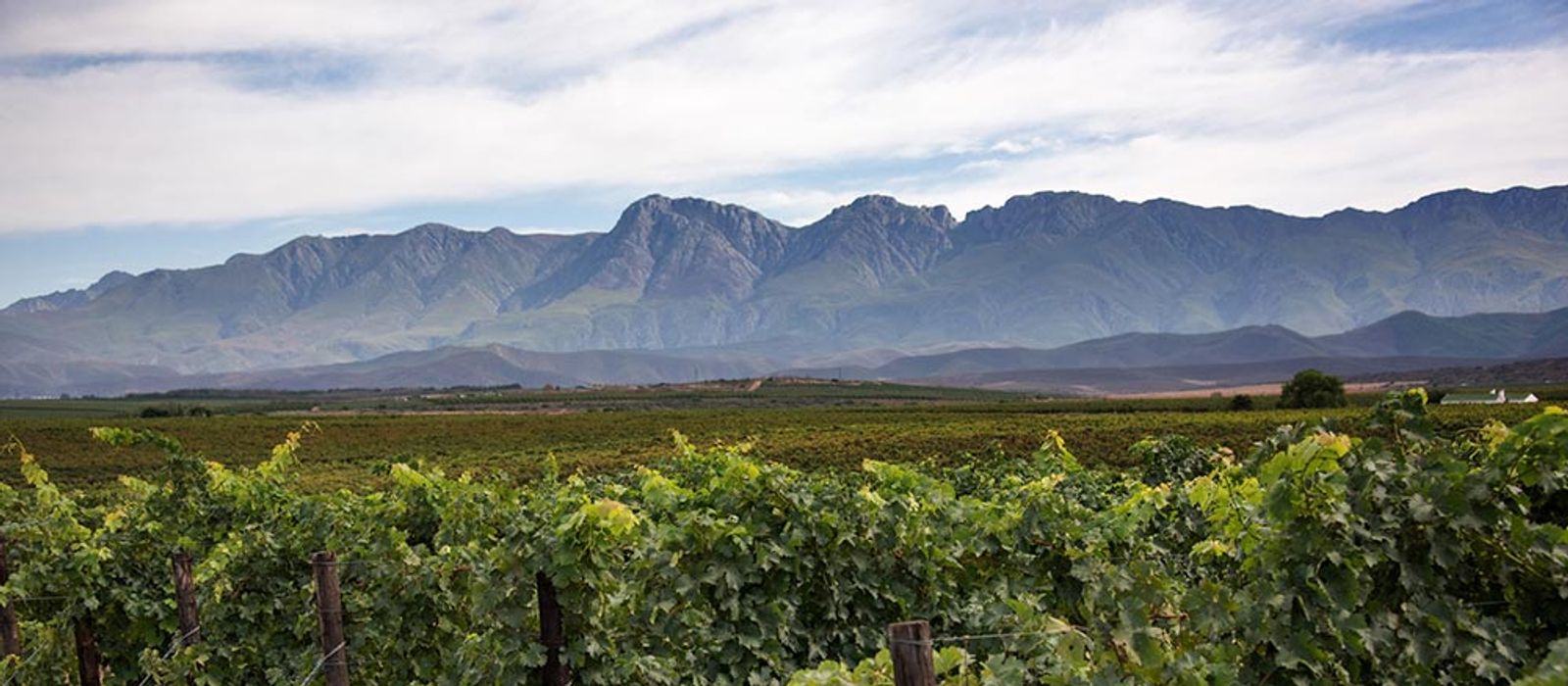 Wacky-Wine-Mountains-1x6