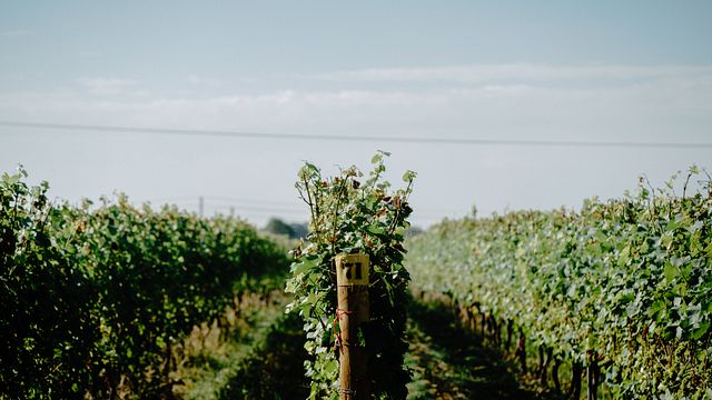 Tinwood Estate Vineyard