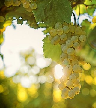 Dégustation de vins et visite à Korenika & Moškon