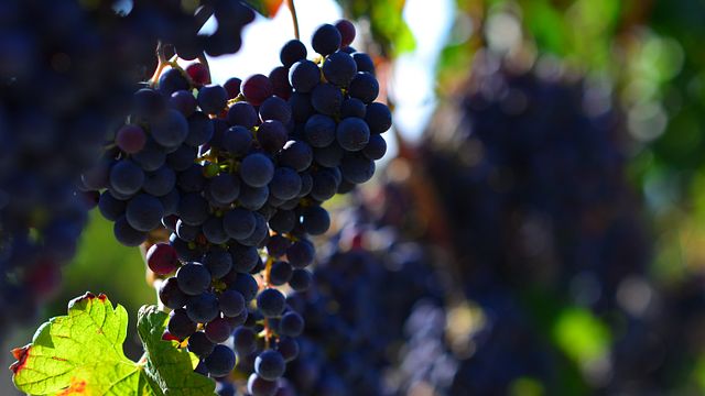 Winery Milicic Konavle