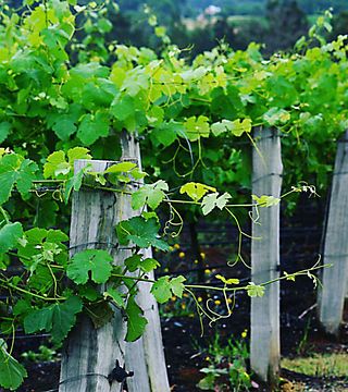 Beliebte Weinprobe bei Tatler Wines