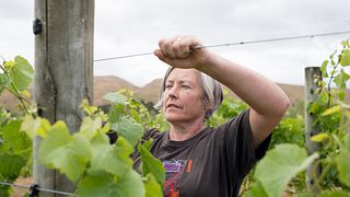 Degustazione di vini e tour presso The Elder Pinot