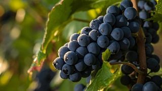 Domaine Cluny