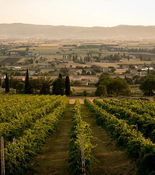 Tili Vini: A Legacy of Quality Wines