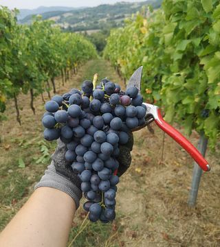 Schnelle Verkostung im Poggio Maiolo