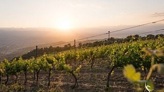 Azienda Agricola Serracavallo: A Hidden Gem in Calabria