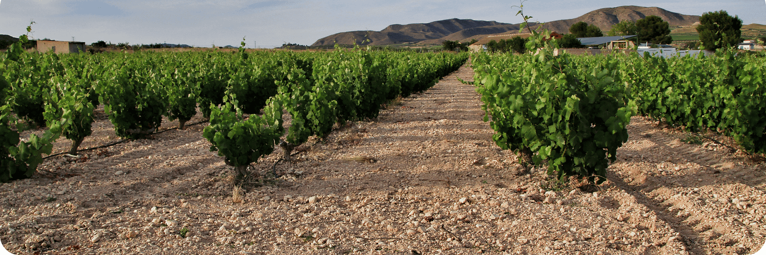Jumilla