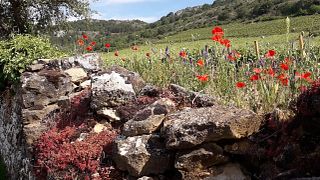Domaine de la Choupette | Gutrin Fils