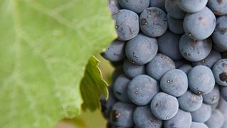Degustação de vinhos e tour na Bodega Caelum